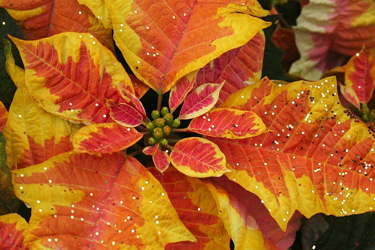 Yellow Poinsettia